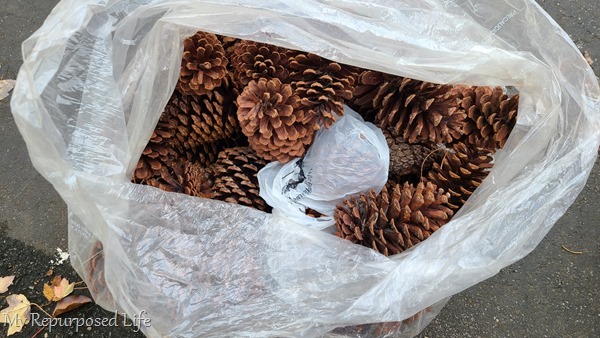 giant pine cones