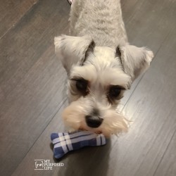 dog with diy flannel toy