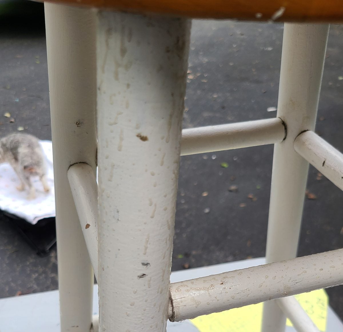 degloss and clean stool