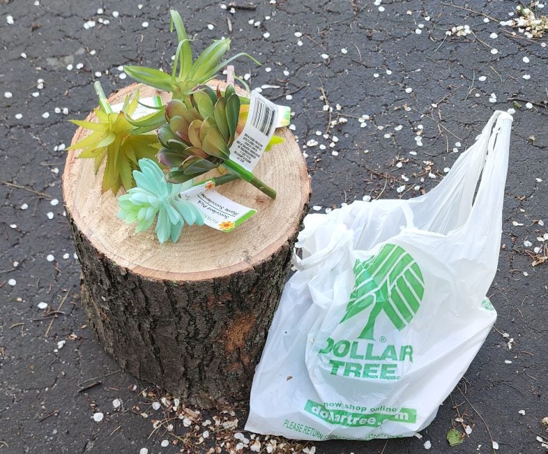 dollar tree faux succulents resting on a tree stump