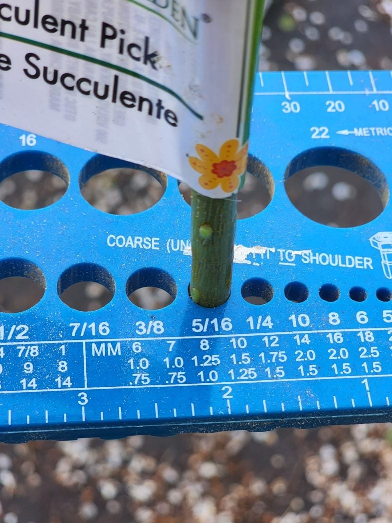 flower stem in a drill gauge to determine size