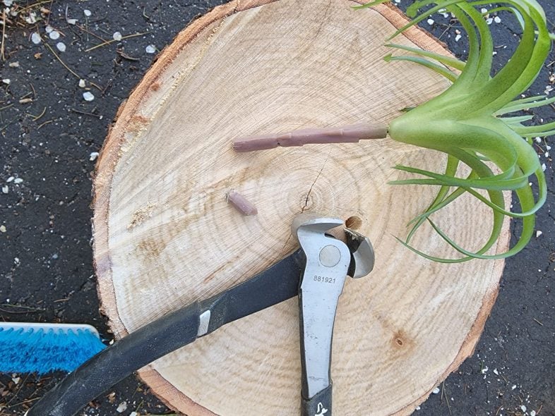 nippers and succulent resting on a tree stump