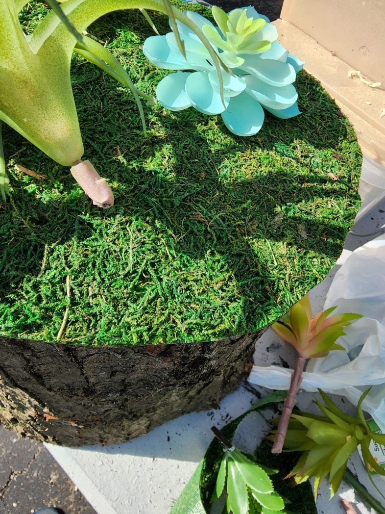 placing succulent stem in the fairy garden stump