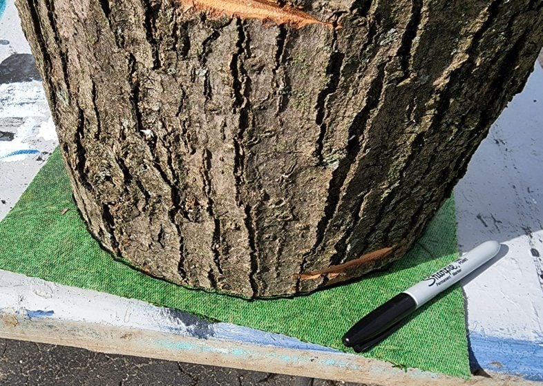 tracing a stump onto a piece of moss