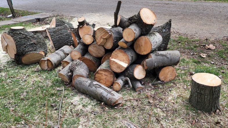 a large pile of cut pieces of a tree