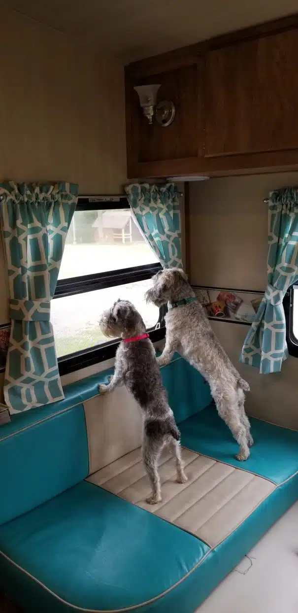 dogs in an RV