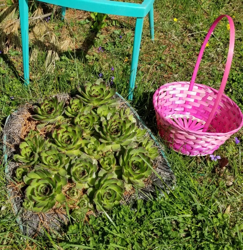 succulents and a pink Easter basket