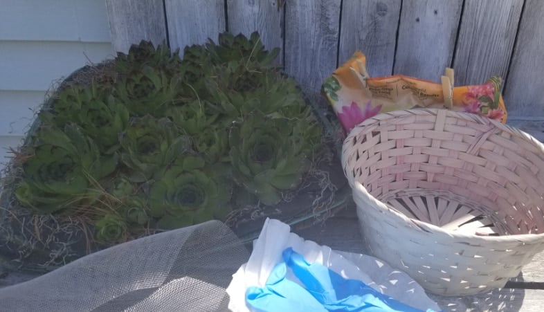 succulents-potting-soil-small-basket