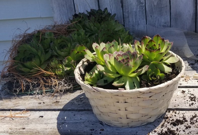 transplant succulents into upcycled Easter basket