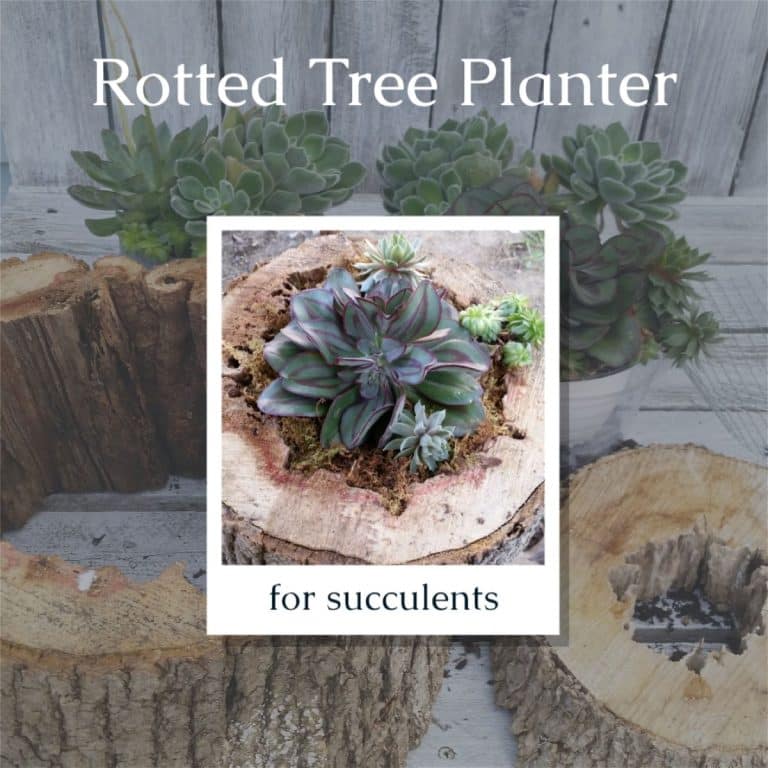 Succulent Planters | Rotted Tree Trunk Pieces