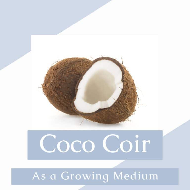 coco coir
