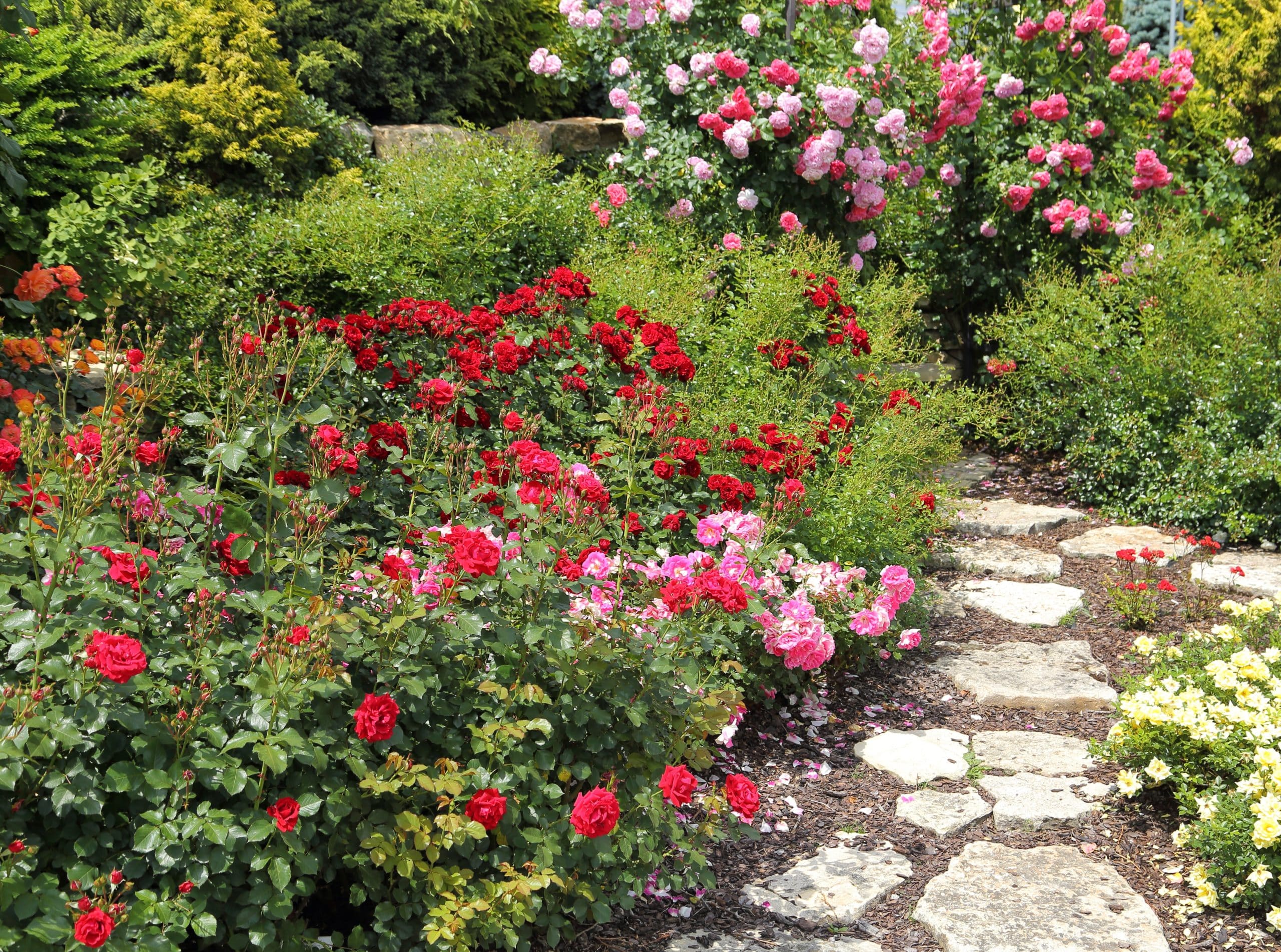 front yard garden with roses