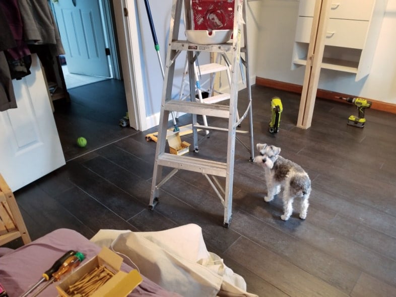 schnoodle dog looking at the camera while a closet is being built