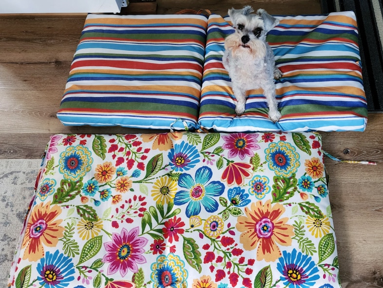 small dog sitting on coloful chair cushions