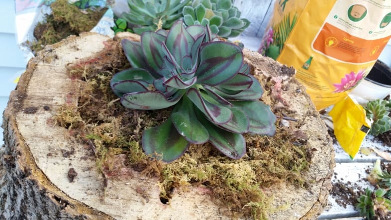 fill in succulent planter with moss