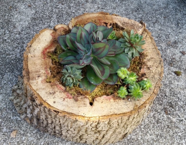 large rotted tree trunk succulent planter