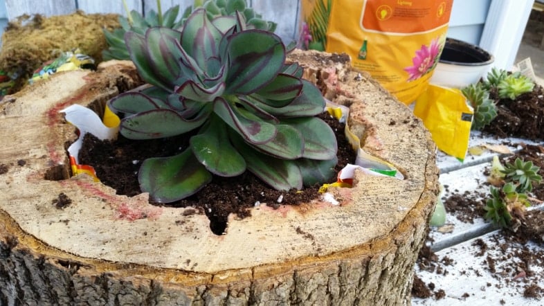 large succulent in a rotted tree trunk