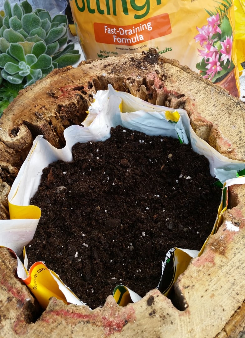 potting soil bag lining a succulent tree turnk