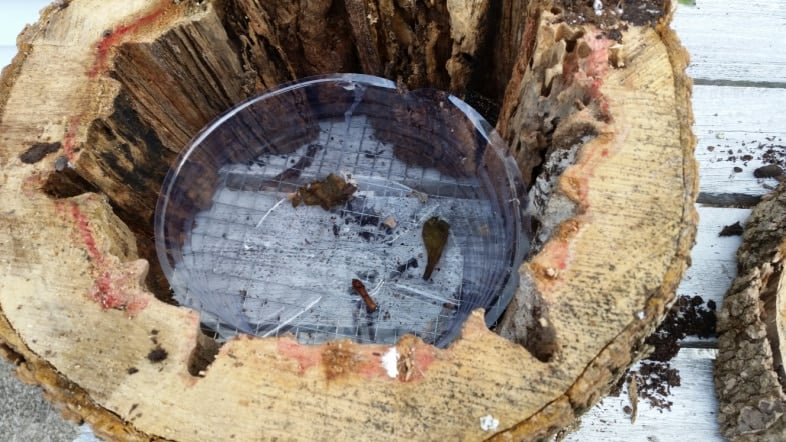 plastic pot liner inside rotted tree trunk
