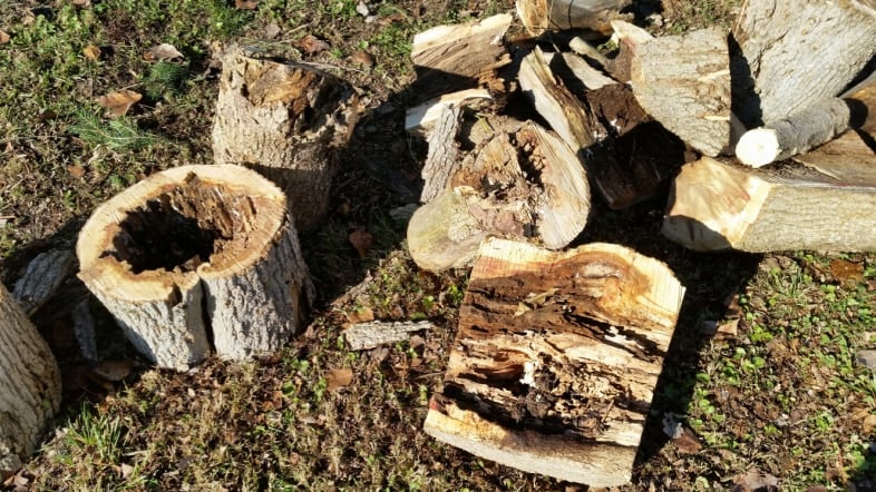 rotted tree pieces