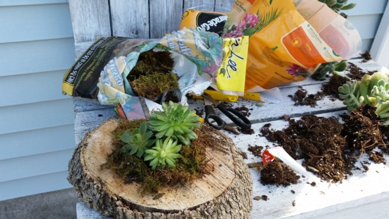 small wood slice with a succulent planted in it