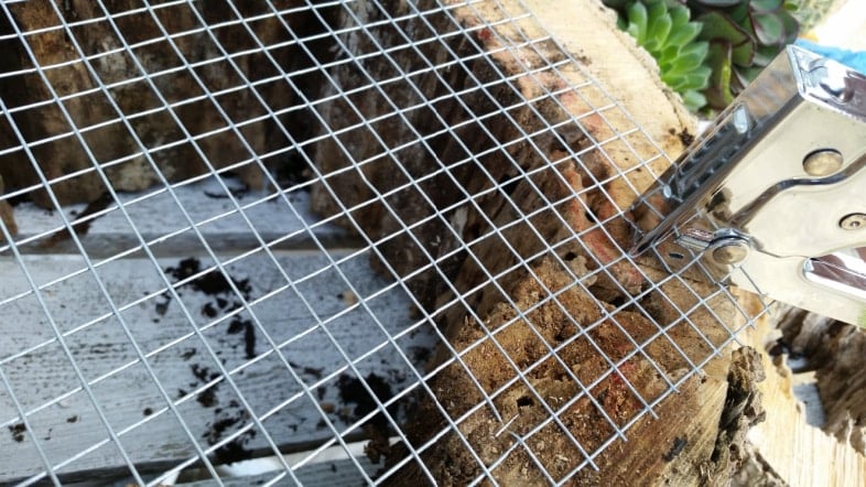 staple gun securing hardware cloth to rotted tree trunk