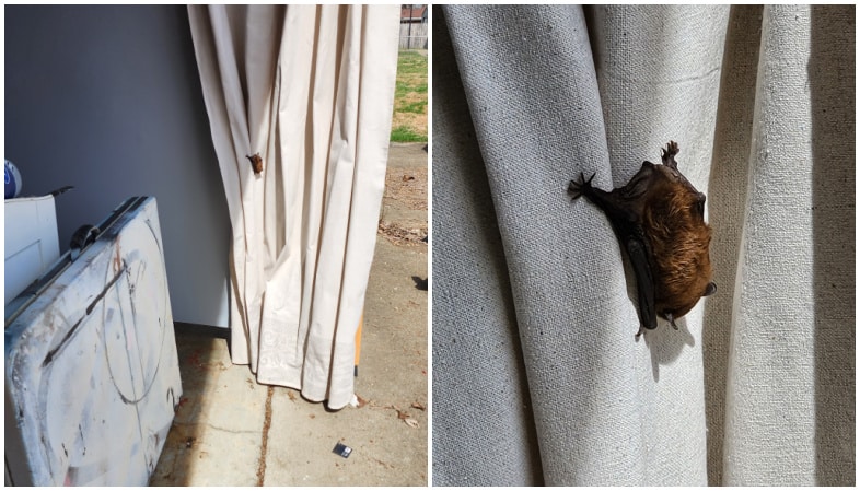 small bat hanging from a curtain