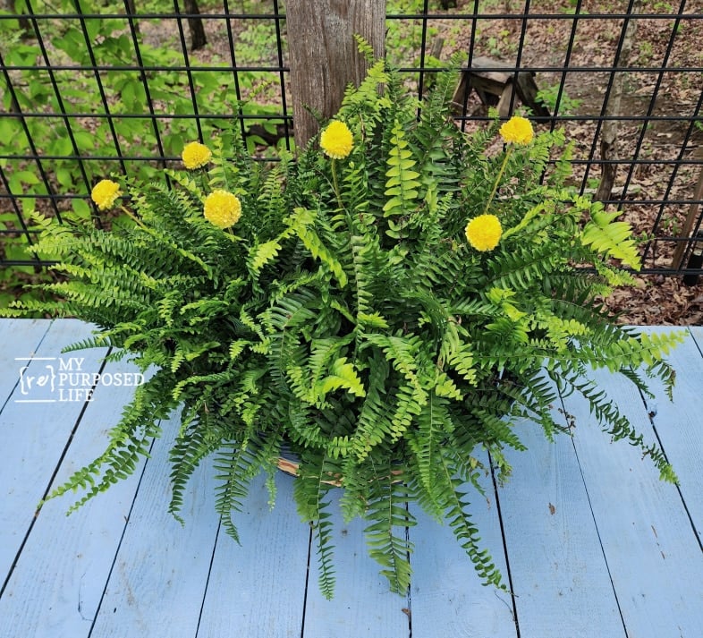 boston ferns with faux yellow flowers in a boho farmhouse basket