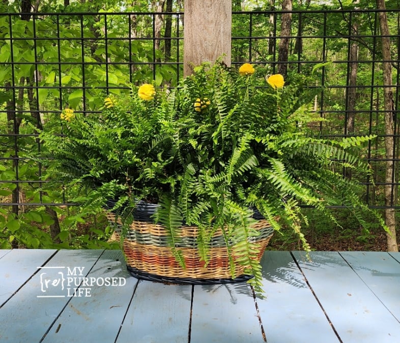 colorful boho farmhouse wicker basket with boston ferns
